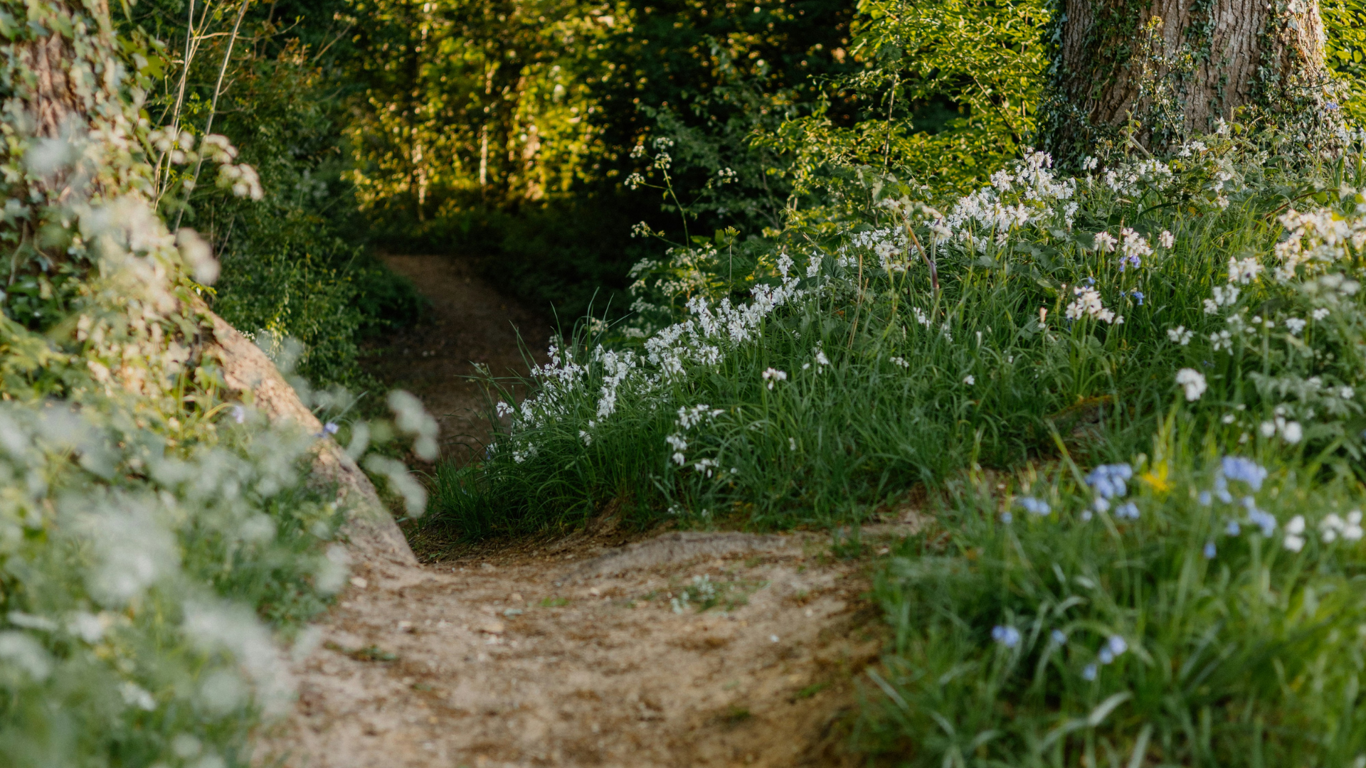 Clarity in Caregiving: Your Personalized Path Forward