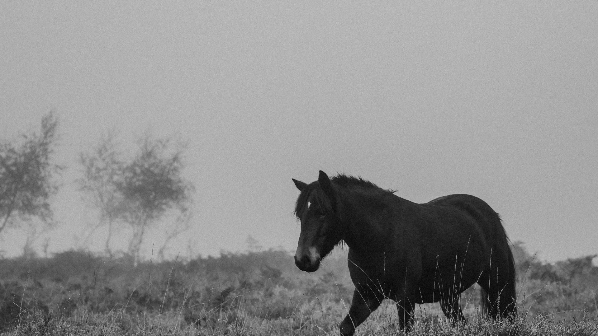 Equine Experiential Learning: The Key Is Just to Be
