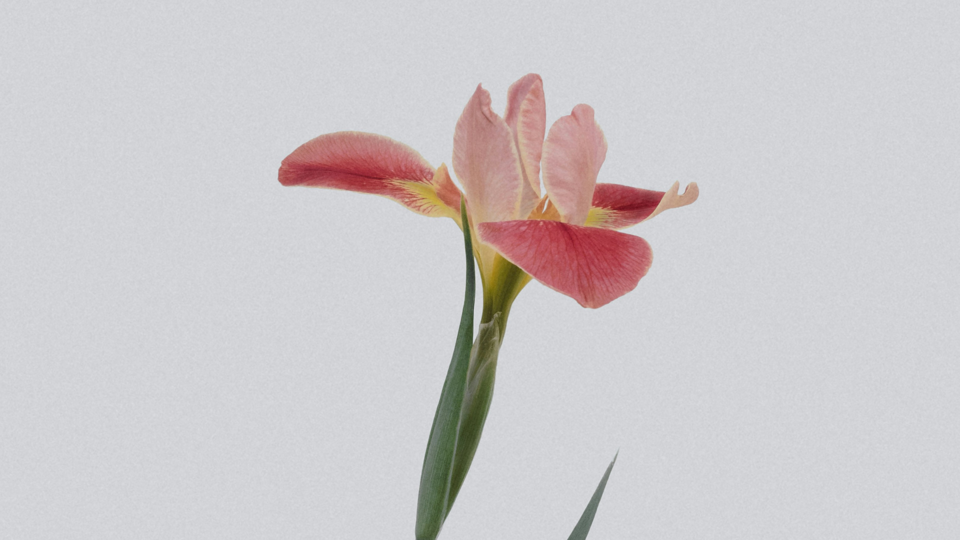Endometriosis Support: Reclaiming Your Life & Well-Being