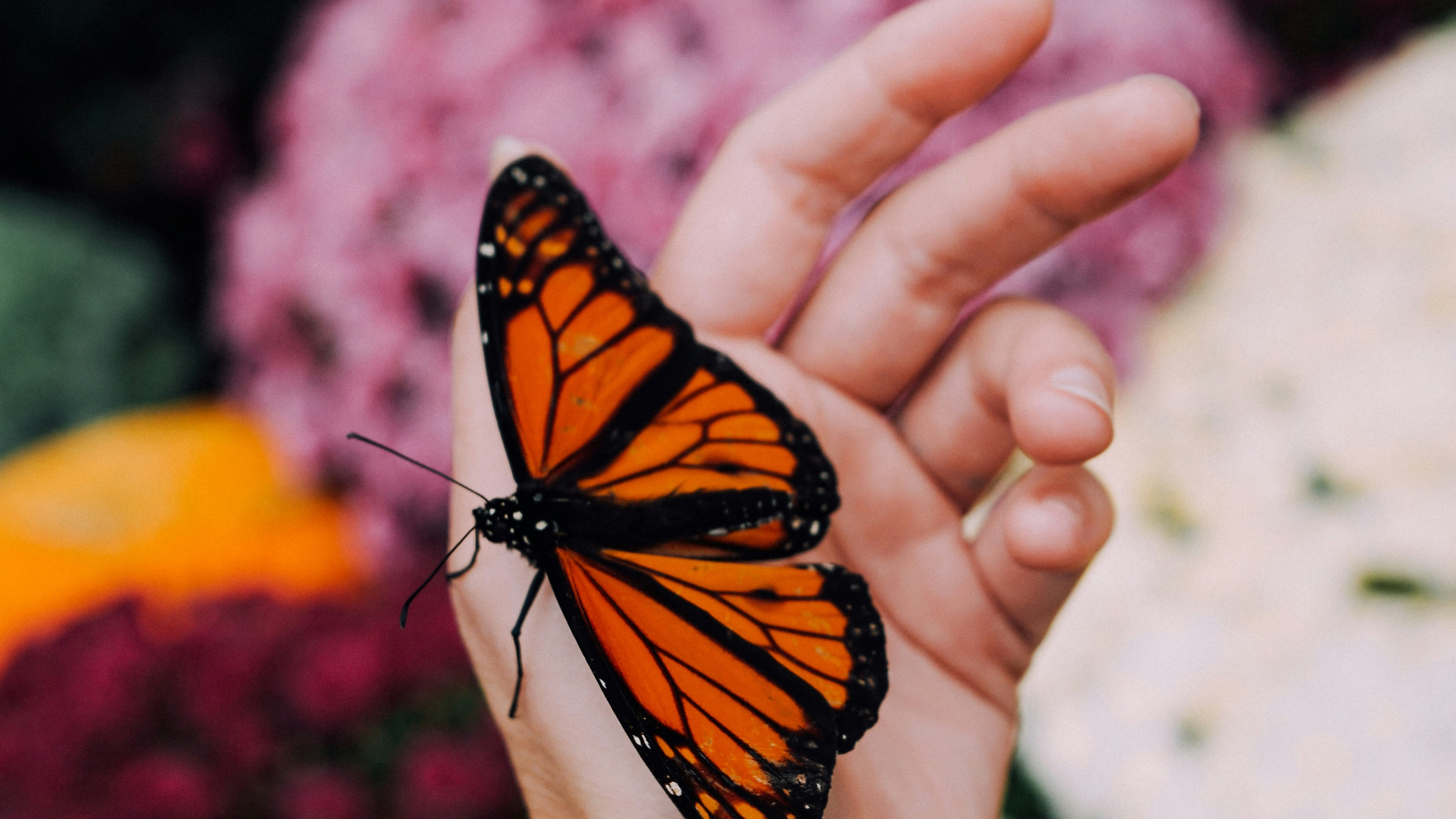 Transform Your Relationship to Chronic Pain and Illness