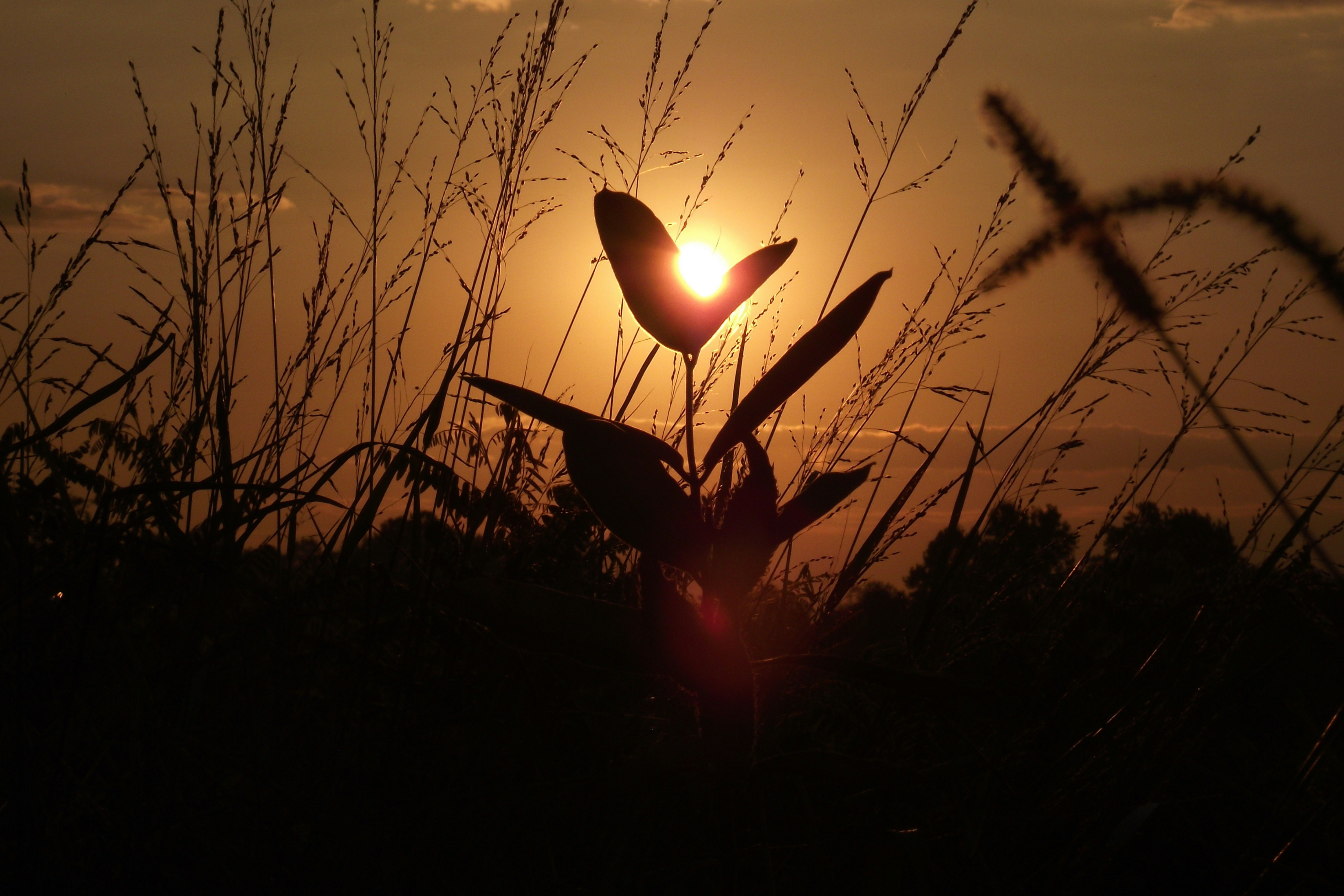 Understanding Hospice